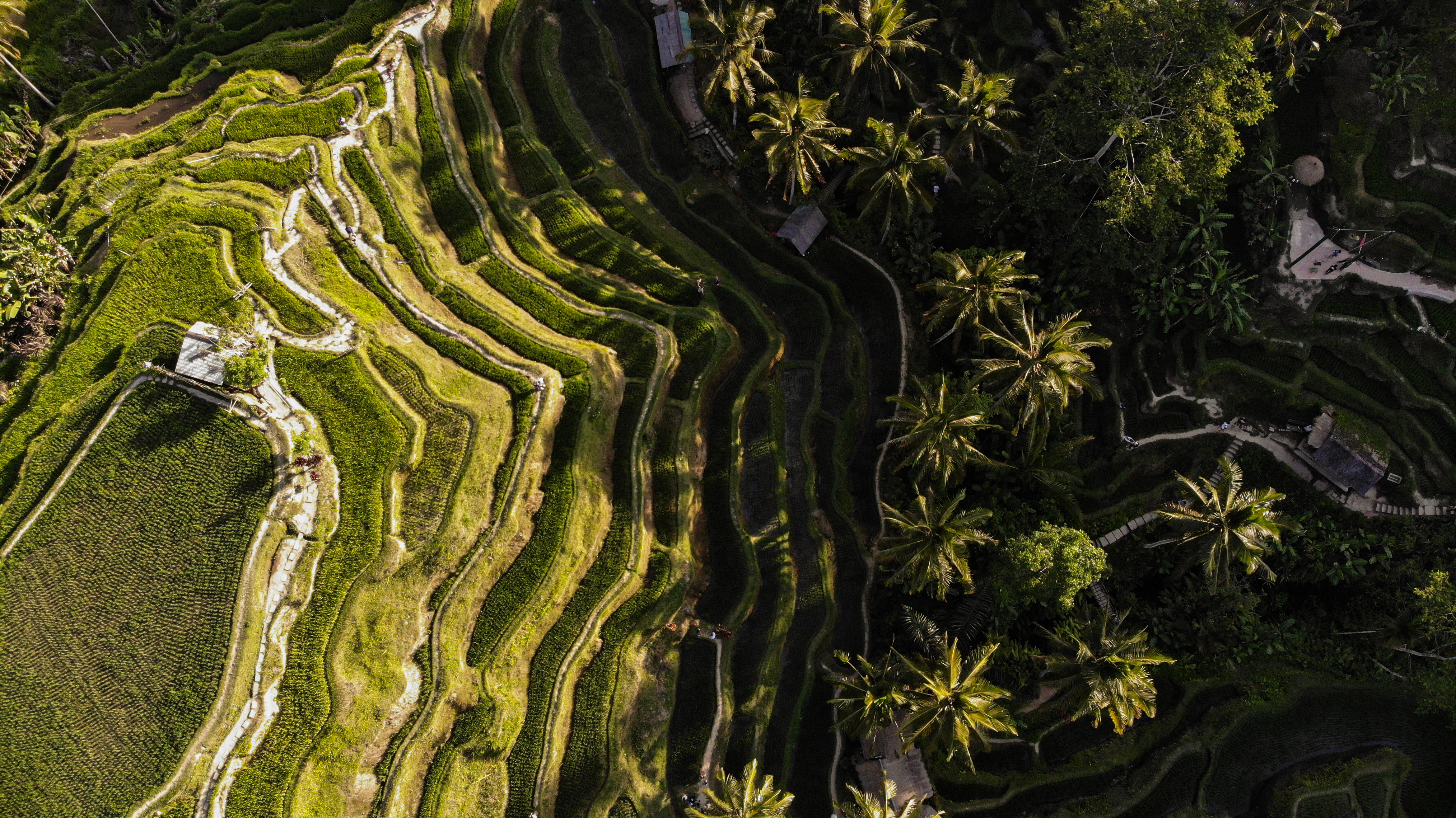 Tegalalang Rice Terrace